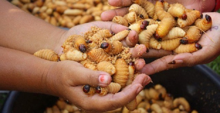 đuông dừa