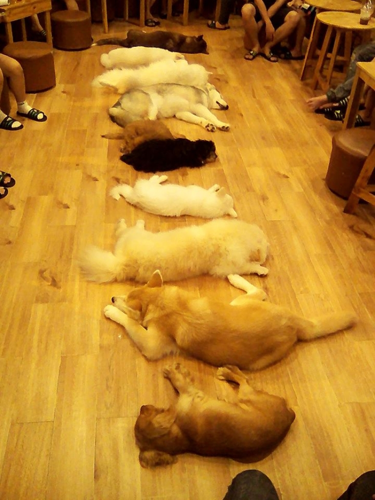 giờ ngủ trưa của các em cún