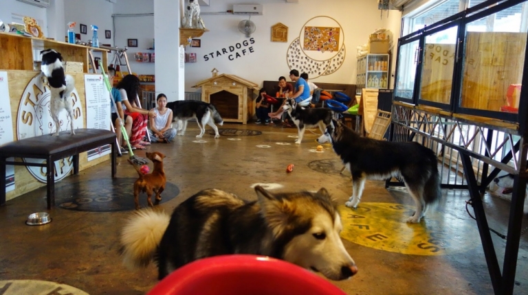 Sân chơi của các bạn chó chúng em là ở Stardog
