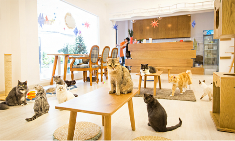 Đến với Ichi Cat phải xem dòng họ mèo nhà tôi là chủ nhân