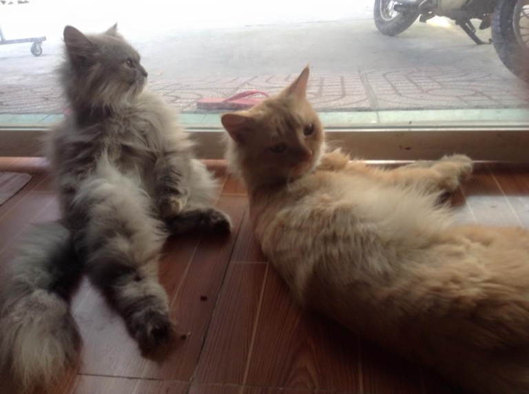 em đang canh xe cho quán Kuro cat tụi em