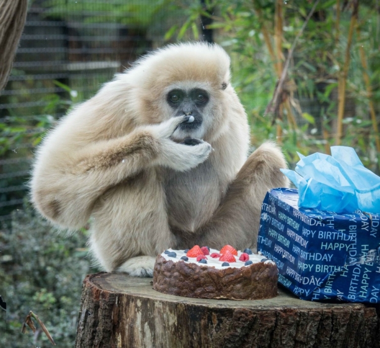 học tiếng anh dễ như ăn bánh