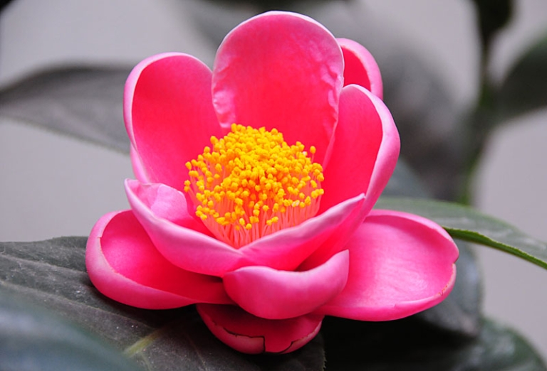 hoa hải đường