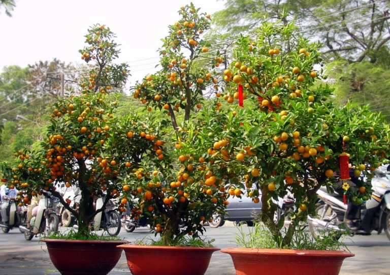 cây quất