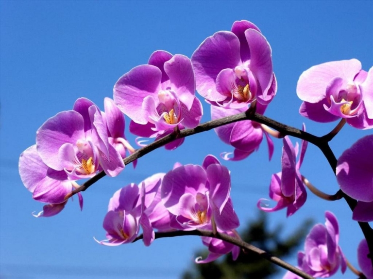 hoa lan