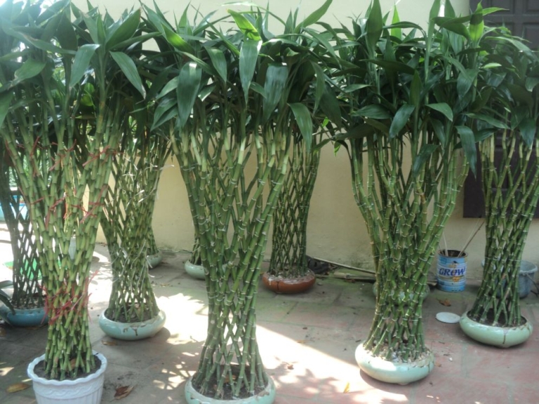 cây phát lộc