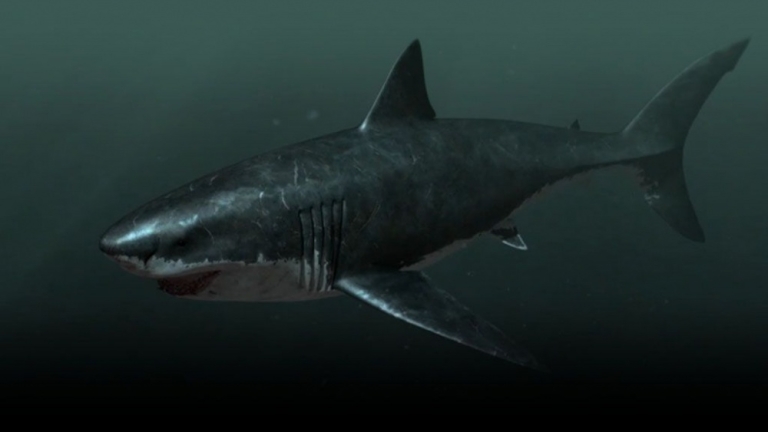 Megalodon