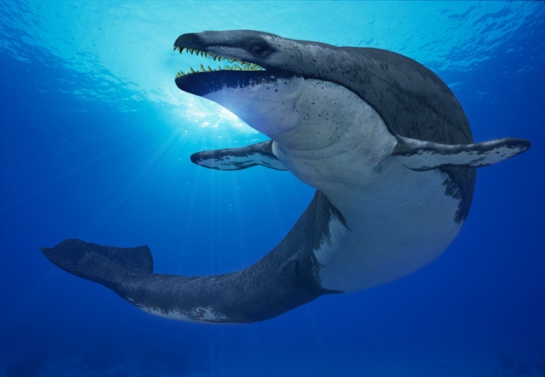 Basilosaurus