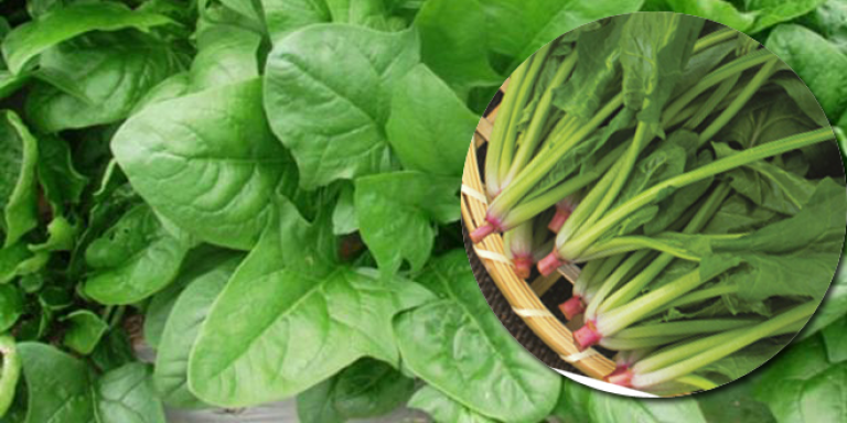 Vitamin thiết yếu cho cơ thể