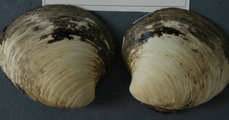 Trai biển Quahog chuyển hóa chậm và tiêu thụ rất ít oxy (nguồn: khoahoc)