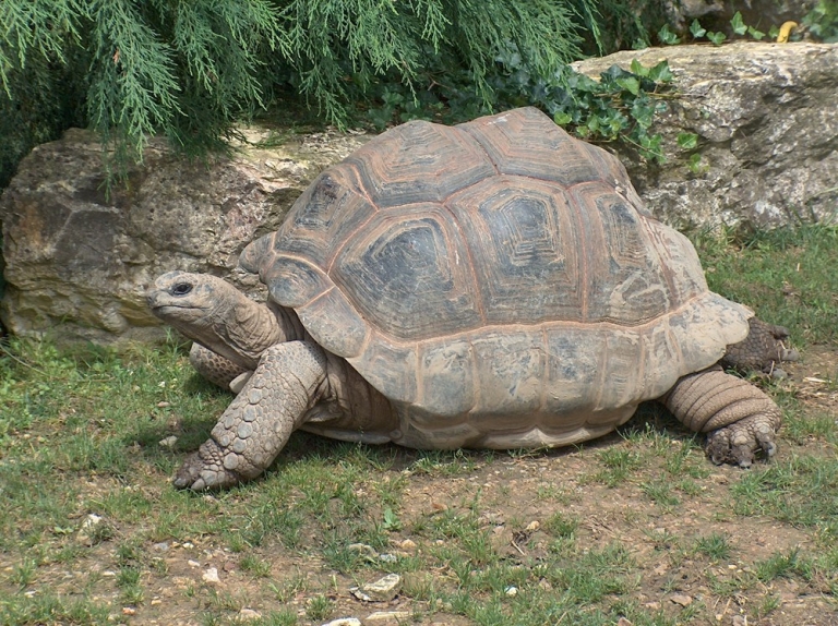 Rùa khổng lồ Aldabra là một trong những rùa trên cạn lớn nhất thế giới (nguồn: kiến thức)