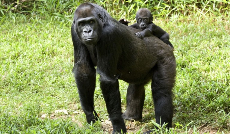 Gorilla có 2 chi trước dài và vô cùng mạnh mẽ (Nguồn: nationalzoo)