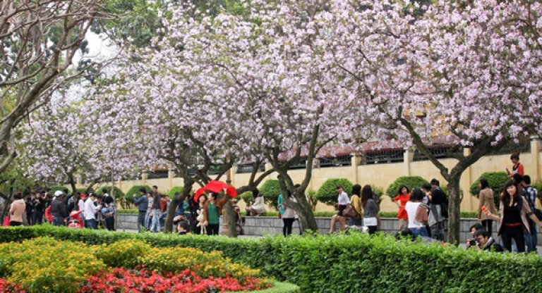 Hoa ban nở vào tháng 2 và tháng 3 (Nguồn: Báo phụ nữ)