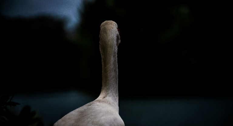 Câu chuyện con ngỗng đẻ trứng vàng để lại nhiều bài học (Nguồn: Unsplash)