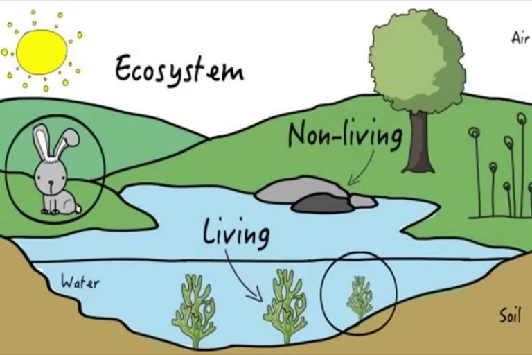 Hình ảnh minh họa ecosystem – hệ sinh thái (Nguồn: qswownews)
