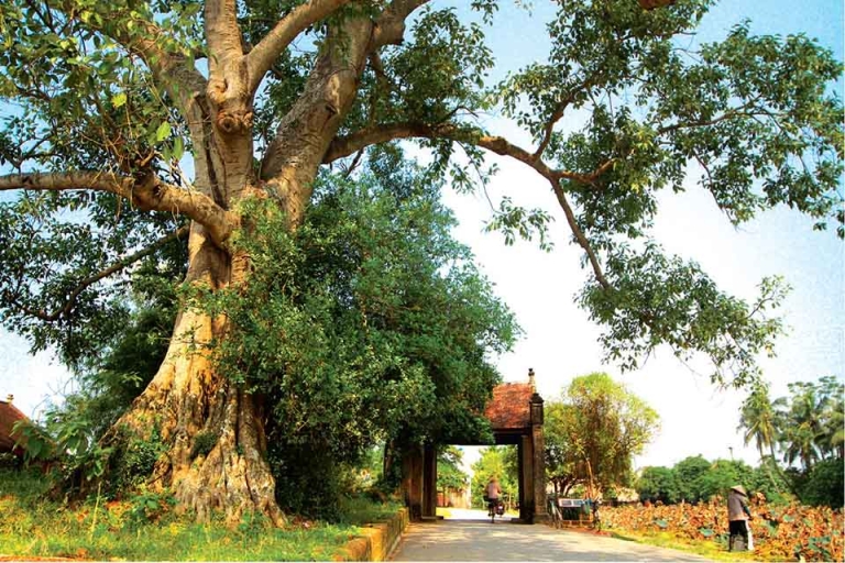 Cây đa, đình làng hình ảnh quen thuộc của vùng quê Việt Nam