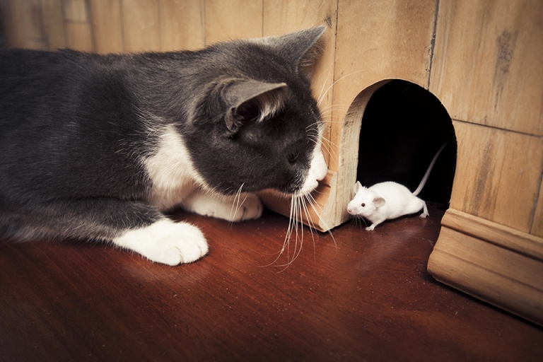 “Play cat and mouse” nghĩa là chơi mèo vờn chuột với ai đó