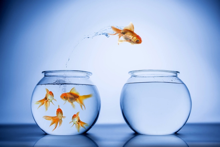 Fish out of water – diễn tả khi bạn cảm thấy khó chịu như thể cá rời xa nước (Nguồn: thehellergroup)