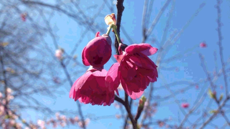 Trung tâm Nhật ngữ Seiko