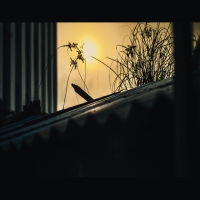 Nguyễn Phùng Vinh