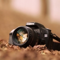 Phạm Trương Tố  Uyên