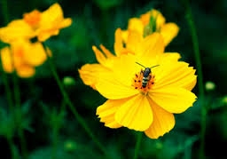 Nguyễn Thị Minh Anh