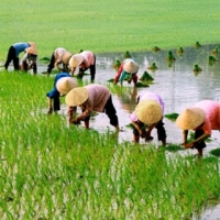 Nguyễn Ngọc Vân