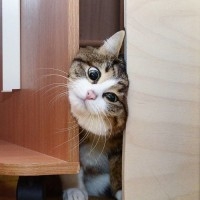 Phạm Hoàng Nguyên