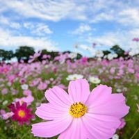 Huỳnh Thị Kim  Nhung