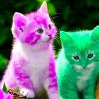 Bảo Ngọc Nguyễn Trần