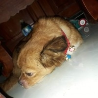 Bích Ngọc Phạm