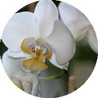 Võ Trần Nhật Hảo