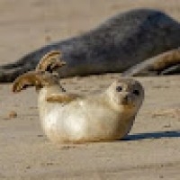 KIM THƯ TRẦN THỊ