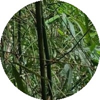 Dương Trung Hiếu