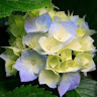 khôi nguyên nguyễn