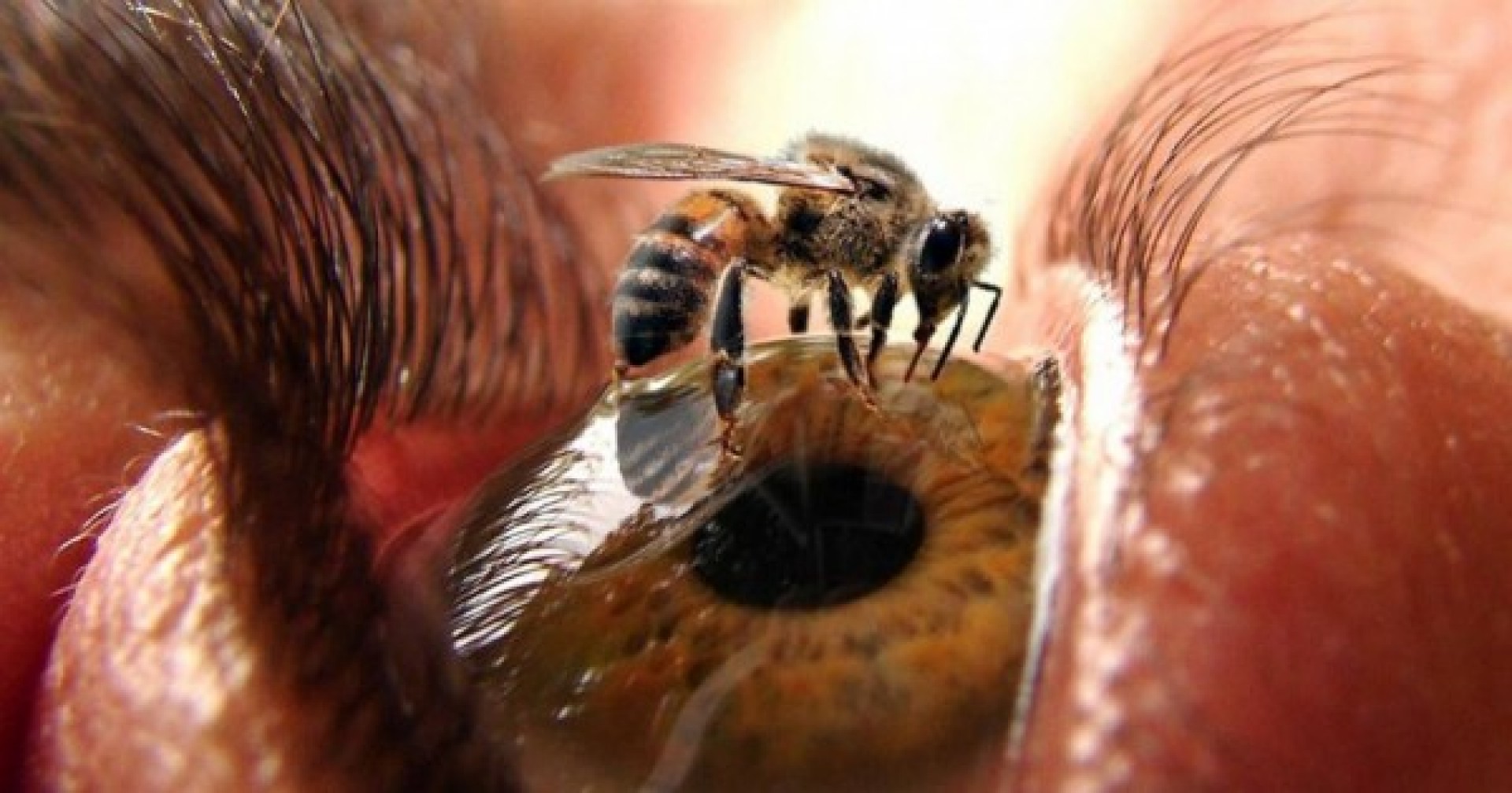 Шмель жалит или кусает. Глаза пчелы. Жало, у насекомых. Глаза осы.