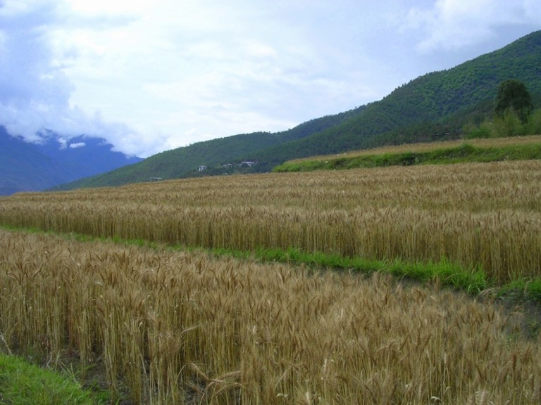 Nền nông nghiệp Bhutan 100% hữu cơ