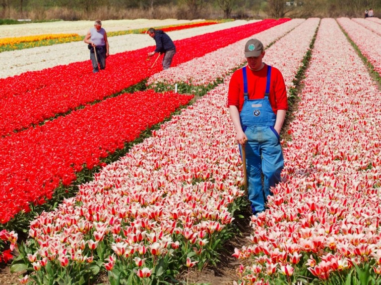 Khám phá Hà Lan - xứ sở của quốc hoa Tulip