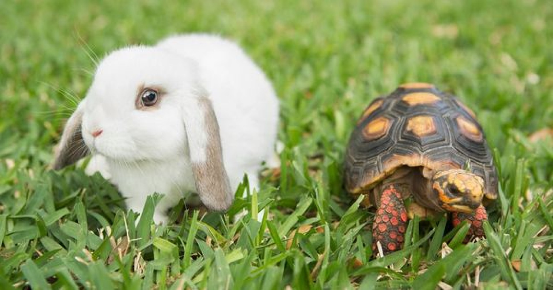 Học từ vựng qua truyện ngắn tiếng Anh cho trẻ em: The Rabbit and The Turtle
