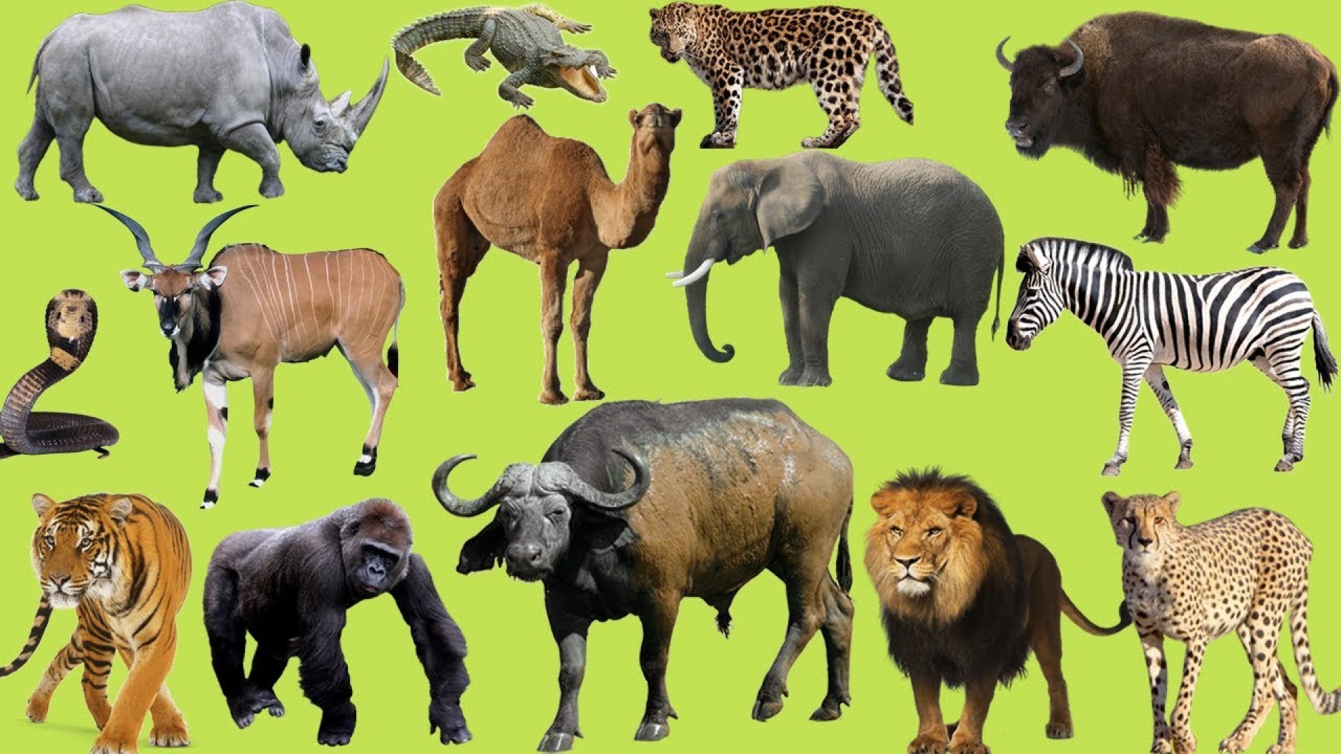 Животных называют потребителями так как. Африканские животные названия. Домашние животные картинки для детей. Домашние и Дикие животные картинки. Животные без названий.