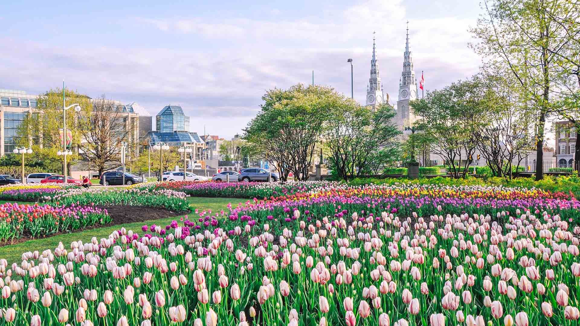 Cơ hội đắm chìm trong Lễ hội hoa Tulip lớn nhất thế giới khi du học ở Canada